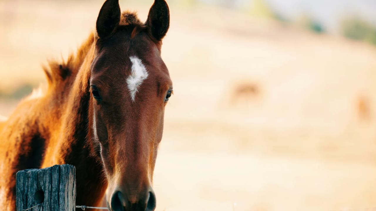 Photo d'illustration - Cheval