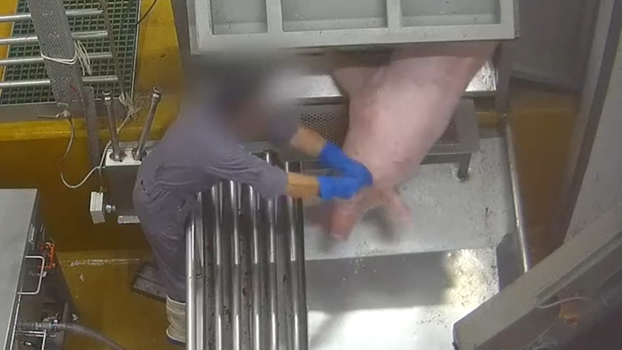 L214 - Capture d'écran vidéo / Des coups violents sur des cochons ont été notamment filmés