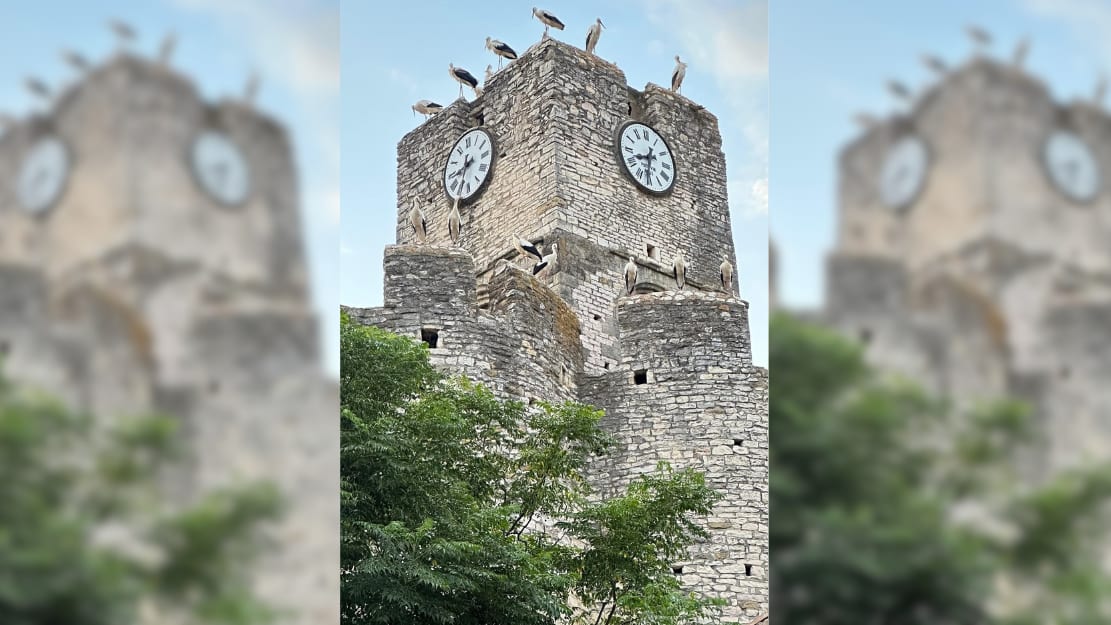 Saint-Laurent-des-Arbres - Un étonnant ballet de cigognes