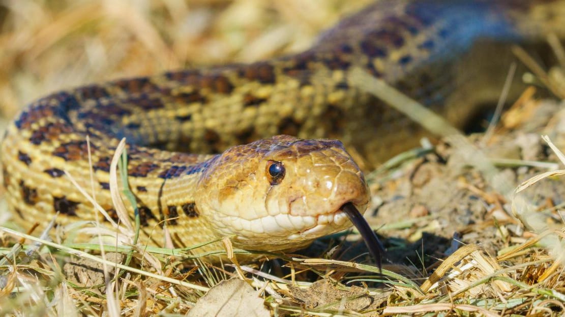 Illustration - Un serpent a été retrouvé dans son colis
