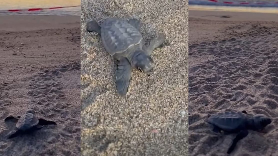 Parc naturel marin du Golfe du Lion / Naissance tortues caouannes