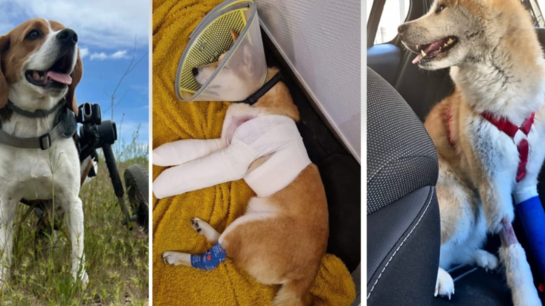 DR / Romy, Cosmos et June trois chiens victimes d'une chute du Peyrou