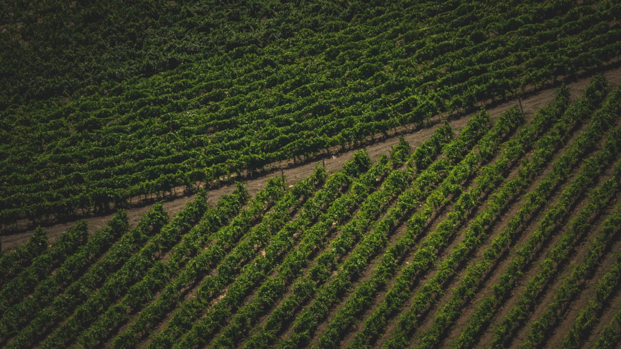 Photo d'illustration - Vignes