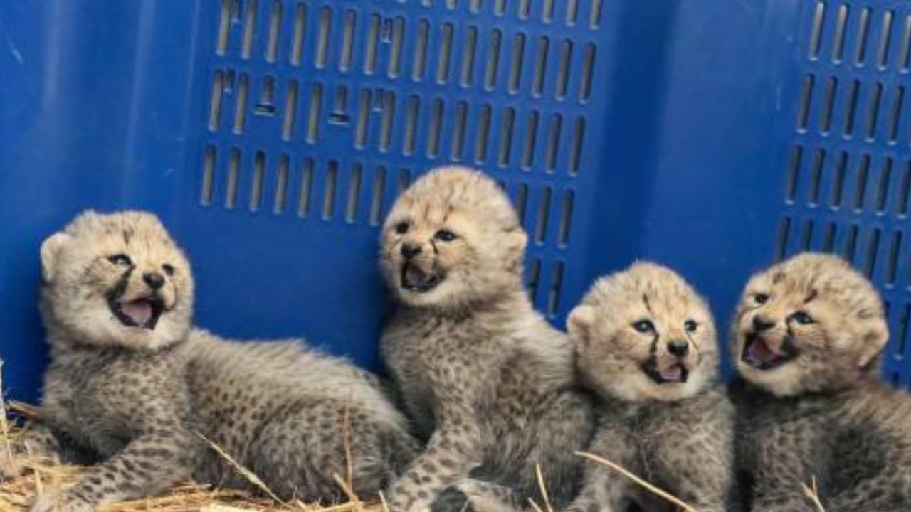 Quatre bébés guépards voient le jour au Zoo de Montpellier - Crédit photo : Zoo de Lunaret
