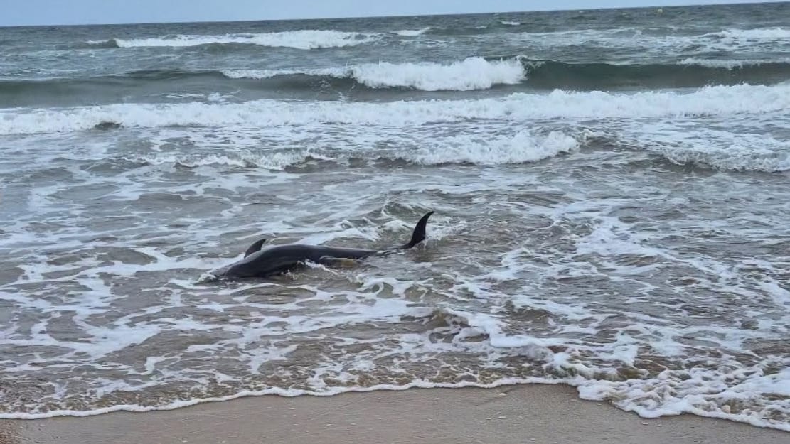 Centre Naturiste René Oltra Cap d'Agde / Le dauphin a été retrouvé sur une plage