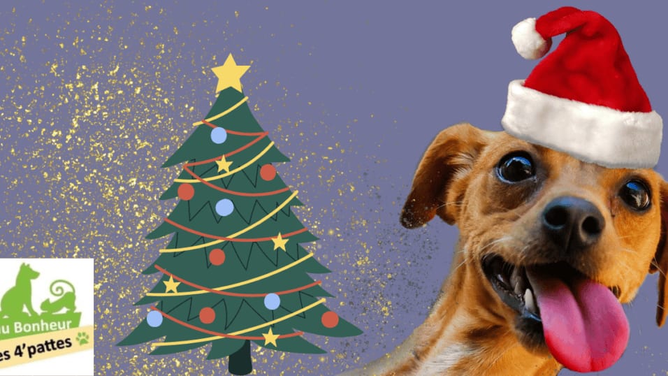 Nîmes : le Refuge Au bonheur des 4’pattes organise le Noël des animaux