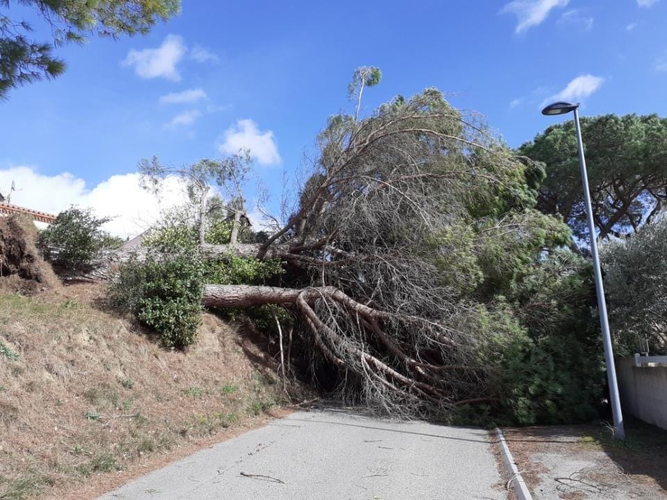 Violent wind: numerous damages and homes without electricity in the region