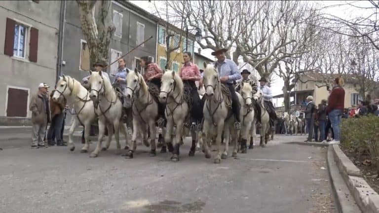 Abrivado à Saint-Geniès-de-Malgoirès - Photo Romain Bofi