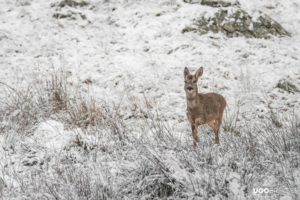 neige Aubrac Lozère