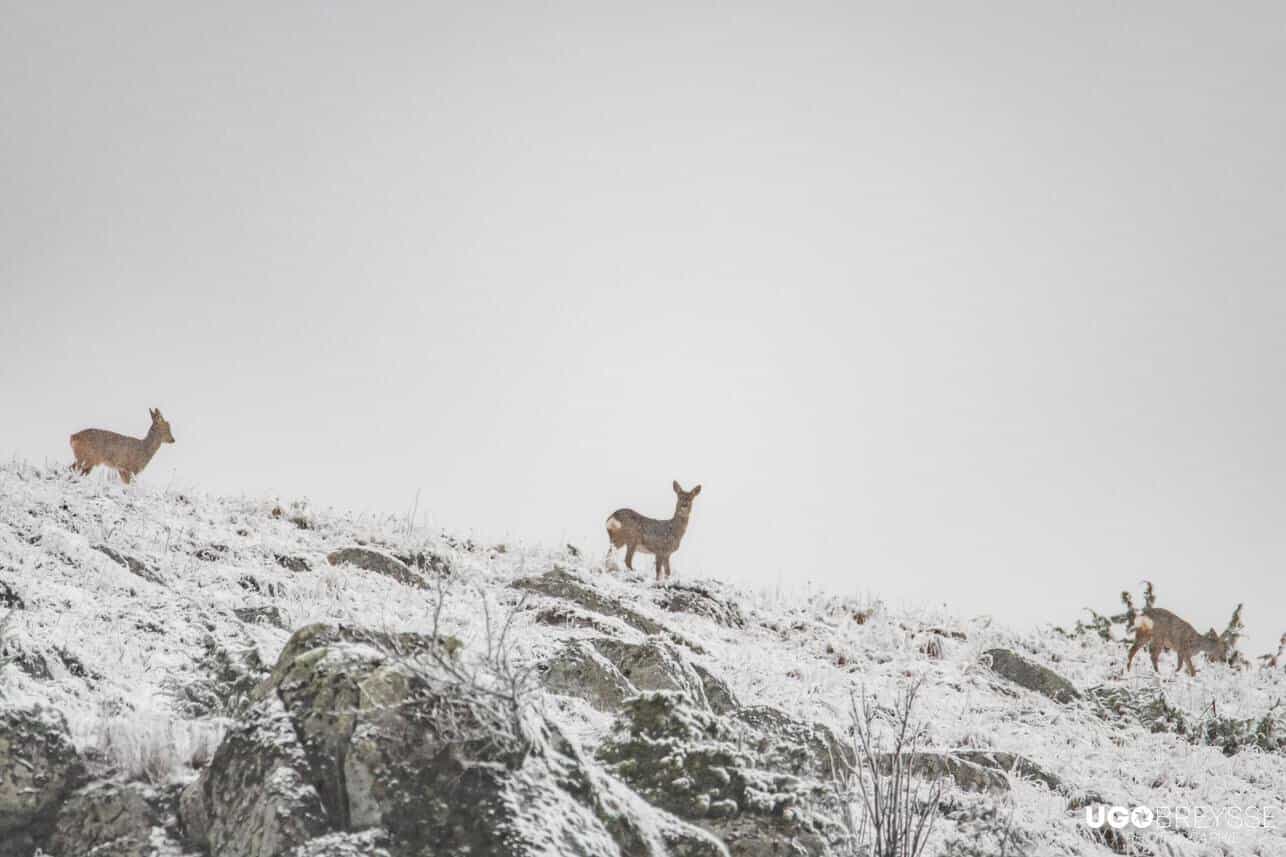 neige Aubrac Lozère