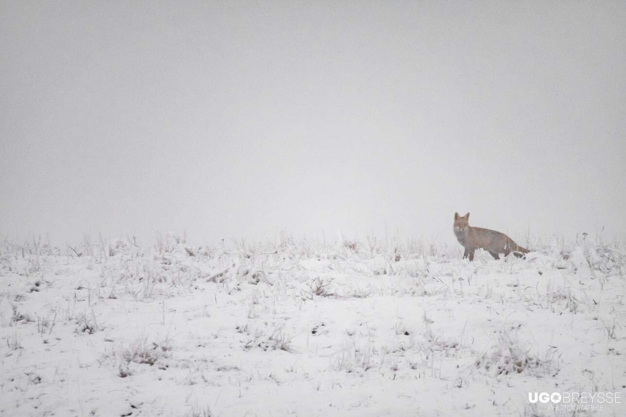 neige Aubrac Lozère