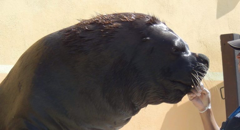 Simba le lion de mer du Seaquaruim - Photo : Valentine Voyen