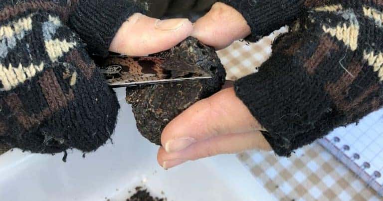 photo : https://www.aude-truffes.com