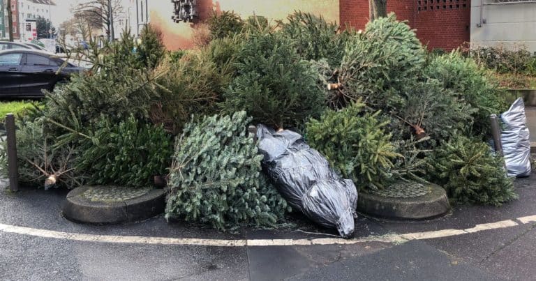 Parc à Sapins - Photo d'illustration - DR