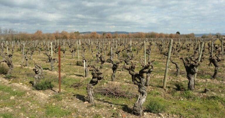 Ouverture du dispositif « fonds d’urgence » pour la viticulture dans l’Hérault