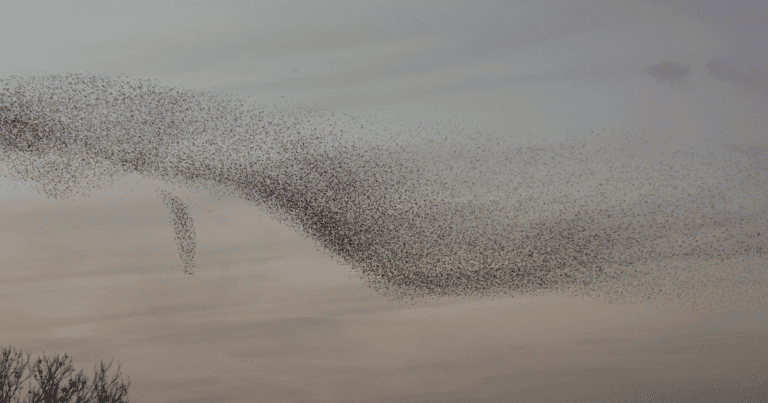 Effarouchement des étourneaux à Béziers
