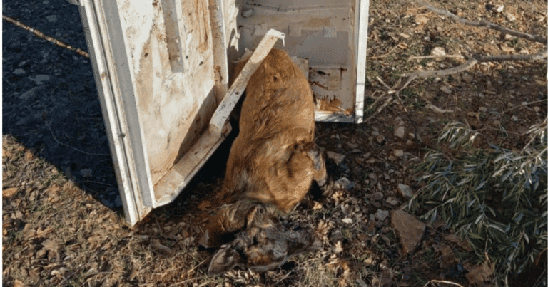 Un chien découvert mort dans un frigo - photo Fourrière/Refuge de Pierrelatte