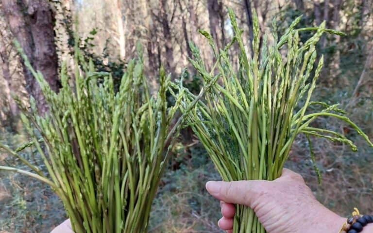 asperges sauvages