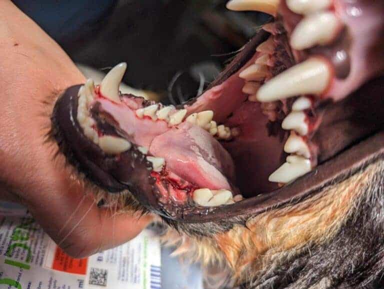 Chenilles processionnaires