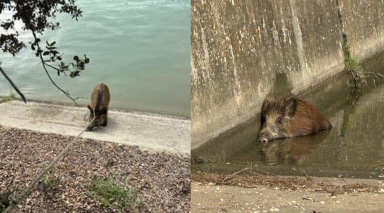 Des sangliers tombent dans un canal - images : SDIS 30