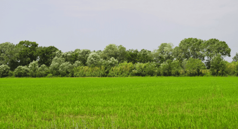 Avanza, les rizières de Camargue en pleine tempête