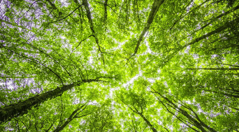 La RD612 à Agde se met au vert