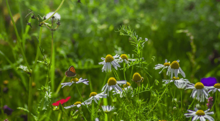 3ème festival éco-citoyen en Cévennes à Alès