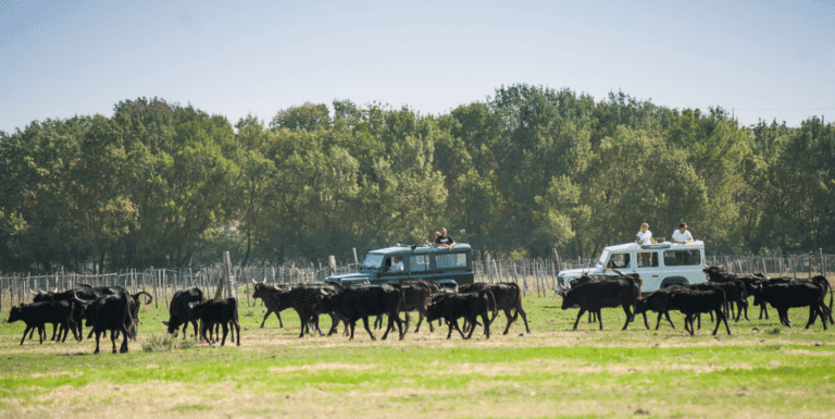 Camargue Autrement