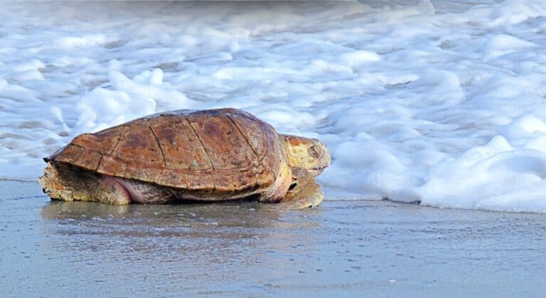 Une tortue vient pondre sur une plage des Pyrénées-Orientales