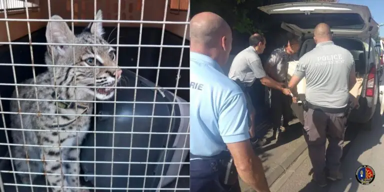Un lynx roux saisi par les gendarmes