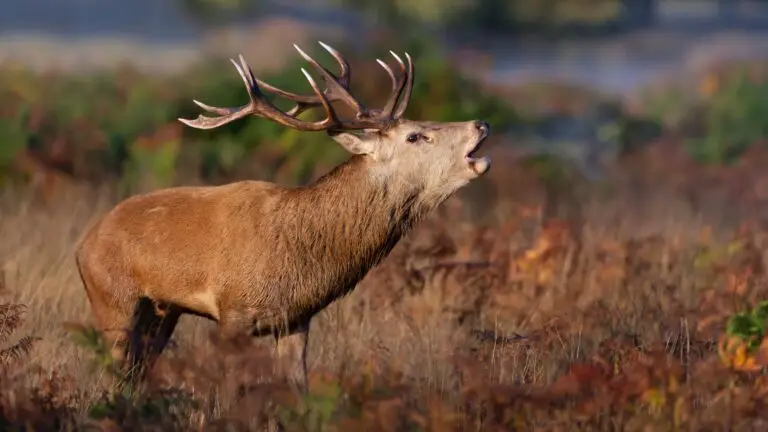 Bram du cerf dans les Cévennes