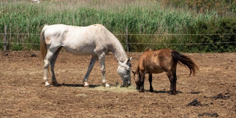 Le virus West Nile en Camargue à l'origine de la mort de deux chevaux
