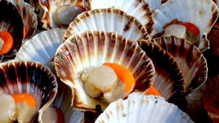 Coquille Saint Jacque à Sète