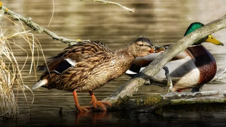 Hérault : des mesures renforcées face au risque "modéré" d'influenza aviaire