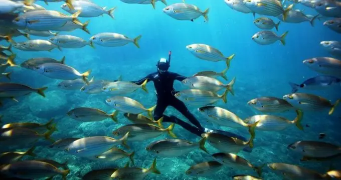 Réserve Naturelle Marine de Cerbère-Banyuls / Photo : D.Fioramonti