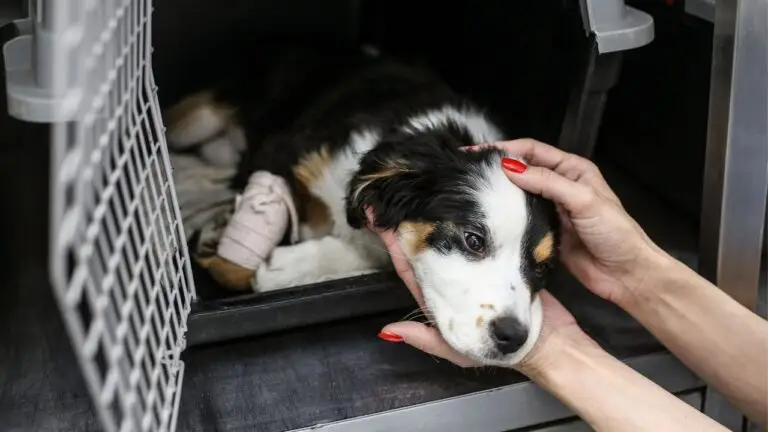 cadavres d’animaux dans un congélateur - PHOTO D'ILLUSTRATION