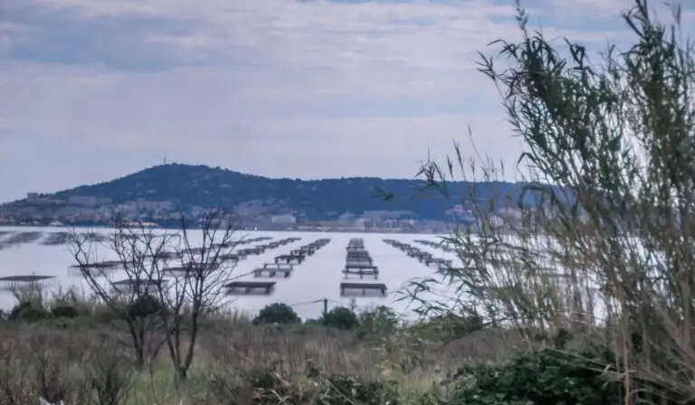 À quelques jour de Noël, les parcs à huîtres de l'étang de Thau sous très haute surveillance