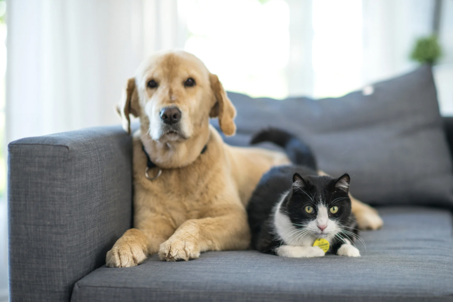 Perpignan : une grande collecte de Noël pour les animaux